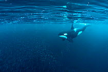 Killer whale (Orcinus orca) hunting for herring fish (Clupea harengus), Andenes, Andoya island, North Atlantic Ocean, Norway, April