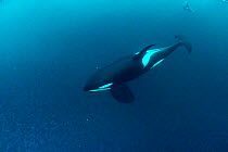 Killer whale (Orcinus orca) diving and hunting for herring fish (Clupea harengus), Andenes, Andoya island, North Atlantic Ocean, Norway, April