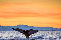 Humpback Whale (Megaptera novaeangliae) tail fluke at surface as whale dives, in the late afternoon light,  Andenes, Andoya island, North Atlantic Ocean, Norway Janurary