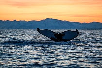 Humpback Whale (Megaptera novaeangliae) tail fluke at surface as whale dives, in the late afternoon light, Andenes, Andoya island, North Atlantic Ocean, Norway Janurary
