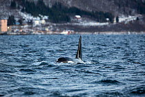 Killer whale (Orcinus orca) adult male surfacing, Andenes, Andoya island, North Atlantic Ocean, Norway January