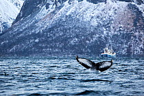 Humpback whale (Megaptera novaeangliae) tail fluke as whale dives below surface, Andenes, Andoya Island, North Atlantic Ocean, Norway January