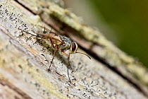 Tachnid fly (Prosena siberita),  Berkshire, England, UK, August