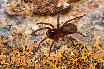Spider (Coelotes terrestris) on web under log  Oxfordshire, England, UK, July