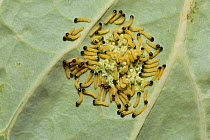 Large white butterfly (Pieris brassicae) newly emerged caterpillars feeding on their egg cases on cabbage leaf, Hertfordshire, England, UK, August