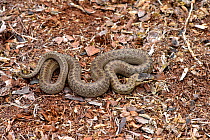 Smooth snake (Coronella austriaca)  basking on bare ground, Surrey, England, UK, August