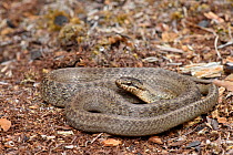 Smooth snake (Coronella austriaca)  coiled on ground, Surrey, England, UK, August