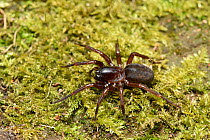 Spider (Coelotes terrestris) on mossy bank in woodland. Bedfordshire, England, UK, August