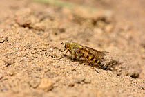 Stiletto Fly (Thereva nobilitata) on sandy heathland soil, Surrey, England, UK, June