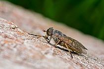 Horse fly (Tabanus bromius) on old dead log, Surrey, England, UK, June