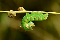 Great prominent moth (Peridea anceps) larvae in defensive posture on oak twig, Surrey, England, UK, July
