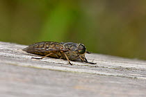 Horse fly (Tabanus bromius) resting on old wooden bench, Surrey, England, UK, June