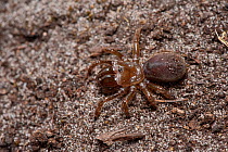 Purse web spider (Atypus affinis) adult removed from tunnel, Surrey, England, UK, July