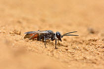 Shield Bug hunting wasp (Astata boops) on sandy heathland soil typical habitat for this digger wasp, Surrey, England, UK