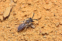 Mining bee (Andrena argentata) small mining bee confined to sandy heaths in southern England sometimes nests in very large aggregations, Surrey, England, UK, July