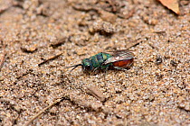Ruby tailed jewel / Cuckoo wasp (Hedychridium roseum)  cleptoparasite in the nests of the Digger wasp (Astata boops) Surrey, England, UK. June