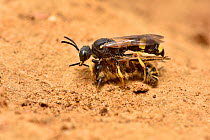 Digger Wasp (Cerceris rybyensis) carrying paralysed Mining bee (Andrena flavipes) back to burrow where the victim will be eaten by the wasp larvae, Surrey, England, UK