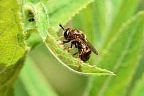 Hoverfly (Microdon devius) Hertfordshire, England, UK, June