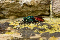 Chrysid wasp (Chrysis ignita) parasitic cuckoo wasp on old wall, Cornwall, England, UK, June