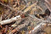 Labyrinth spider (Agelena labyrinthica) juvenile on web, Surrey, England, UK, May