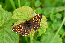 Duke of Burgundy butterfly (Hamearis lucina) basking with wings open, Bedfordshire, England, UK, May