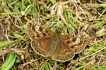 Dingy skipper butterfly (Erynnis tages) basking with wings open on the ground, Bedfordshire, England, UK, May