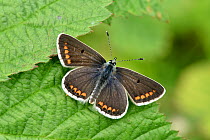 Brown argus butterfly (Aricia agestis) basking on leaf, Bedfordshire, England, UK, June