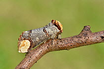 Buff-tip moth (Phalera bucephala) resting on twig, Hertfordshire, England, UK, June