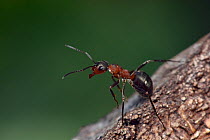 Wood Ant (Formica rufa) in defensive posture, Dorset, England, UK, May