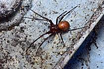 Cave spider (Meta bourneti) on inside lid of drain cover, London, England, UK, September