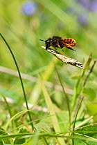 Two coloured mason bee (Osmia bicolor) bee that nests in old snail shells and then carries bits of twig or vegetation to cover the shell, Buckinghamshire, England, UK, June