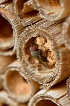 Parasitic fly (Cacoxenus indigator) laying eggs into nest of Red mason bee (Osmia bicornis) in garden bee hotel / insect box Hertfordshire, England, UK, May
