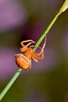 Strawberry spider (Araneus alsine) climbing up grass stem, Surrey, England, UK, August