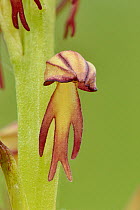 Man orchid (Orchis anthropophora) close up of individual flower, Bedfordshire, England, UK,  June . Focus stacked image