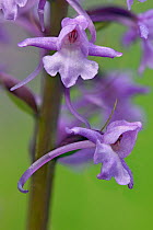 Fragrant orchid (Gymnadenia conopsenea) close up of two flowers, Bedfordshire, England, UK, June . Focus stacked image