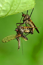 Dance flies (Empis tessellata) mating while female eats gift presented by male, Bedfordshire, England, UK. May