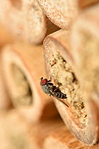 Parasitic fly (Cacoxenus indigator) laying eggs into nest of Red mason bee (Osmia bicornis) in garden bee hotel / insect box . Hertfordshire, England, UK, May
