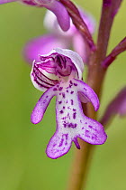 Military orchid (Orchis militaris) close up of individual flower, Buckinghamshire, England, UK, June . Focus stacked image