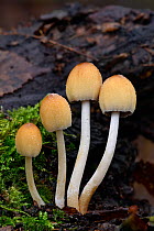 Glistening inkcap mushroom (Coprinellus micaceus) growing from rotten log, Hertfordshire, England, UK, November . Focus stacked image