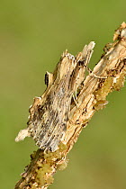 Pale prominent moth (Pterostoma palpina)  well camouflaged on twig during the day, Hertfordshire, England, UK, June