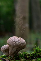Common puffball (Lycoperdon perlatum) releasing spores, Buckinghamshire, England, UK, November. Digital composite.
