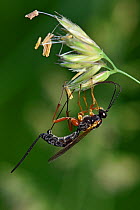Ichneumen wasp (Lissonota lineolaris) ovipositing on eggs or newly emerged Apamea sp. moth larvae the long ovipositor is used to locate the larvae underground once they have developed and moved down f...