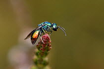Cuckoo wasp (Elampus panzeri) tiny wasp that is a cleptoparasite in the nests of wasp of the genus Mimesa, Surrey, England, UK.  June