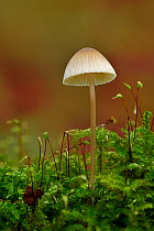 Bonnet fungi (Mycena sp.) single mycena fungi on mossy log, Hertfordshire, England, UK, November . Focus stacked image