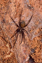 Spider (Tegenaria gigantea) Surrey, England, UK, July