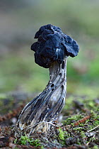 Elfin saddle fungus (Helvella lacunosa) Bedfordshire, England, UK, October . Focus stacked image