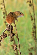 Harvest mouse (Micromys minutus) on dock seed head, UK, captive