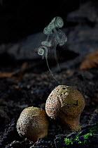 Stump puffball (Lycoperdon pyriforme) stump puffball releasing spores, Buckinghamshire, England, UK, November. Digital composite.