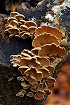 Variable Oysterling (Crepidotus variabilis) group growing on end of dead log, Hertfordshire, England, UK, October . Focus stacked image
