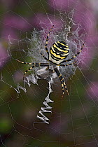 Wasp spider (Argiope bruennichi)  female feeding on prey in web showing classic zig zag pattern, Hertfordshire, England, UK. September. focus stacked image